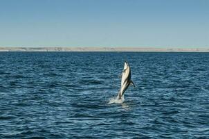 düster Delfin Springen, Halbinsel Valdés, Patagonien, Argentinien foto