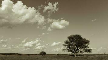 einsam Baum im Pampas Landschaft, Patagonien, Argentinien foto