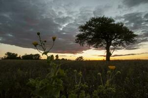 Pampas Baum Landschaft, la Pampa Provinz, Patagonien, Argentinien. foto