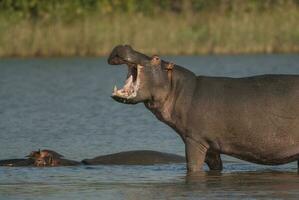 Nilpferd , Krüger National Park , Afrika foto