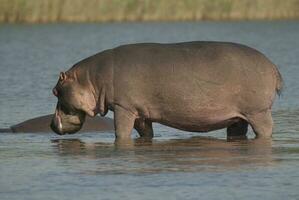 spielen Nilpferd , Krüger National Park , Afrika foto