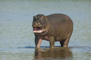 Nilpferd , Krüger National Park , Afrika foto