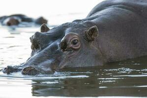 Nilpferd , Krüger National Park , Afrika foto