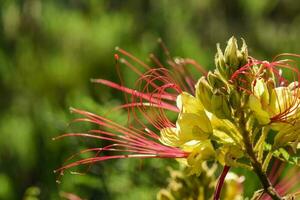 wild Blume im Patagonien, Argentinien foto