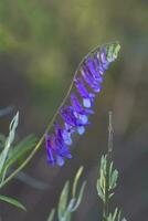 wild Blume im Patagonien, Argentinien foto