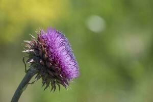 wild Blume im Patagonien, Argentinien foto