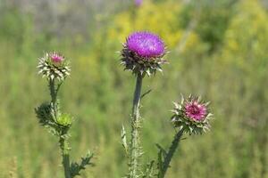 wild Blume im Patagonien, Argentinien foto