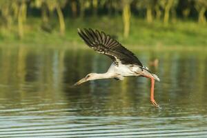 Maguari Storch, Argentinien foto