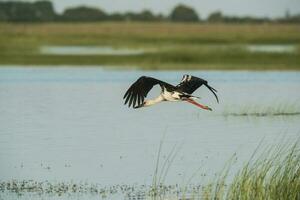 Maguari Storch, Argentinien foto