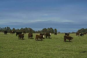 Gras füttern, Kuh, la Pampa, Argentinien foto