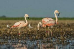 Flamingos, Patagonien Argentinien foto