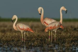 Flamingos, Patagonien Argentinien foto