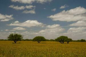 Pampas Baum Landschaft, la Pampa Provinz, Patagonien, Argentinien. foto