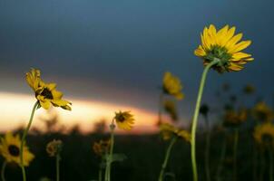 wild Blumen im halb desertic Umfeld, calden Wald, la Pampa Argentinien foto