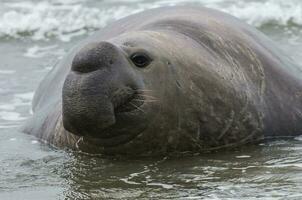 Elefant Siegel, Patagonien foto