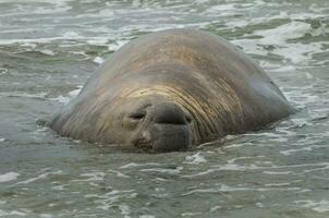 Elefant Siegel, Patagonien foto