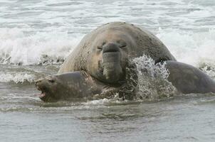 Elefant Siegel, Patagonien foto