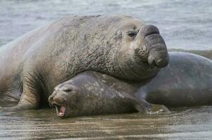 Elefant Siegel, Patagonien foto