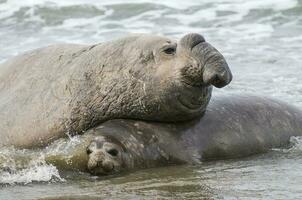 Elefant Siegel, Patagonien foto