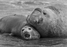 Elefant Siegel, Patagonien foto