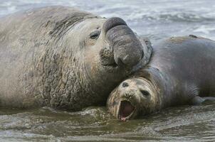 Elefant Siegel, Patagonien foto