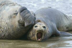 Elefant Siegel, Patagonien foto