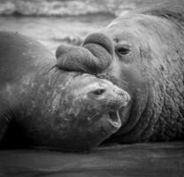 Elefant Siegel, Patagonien foto