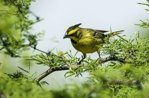 Gelb Kardinal, Gouverneurin Cristata, gefährdet Spezies im la Pampa, Argentinien foto