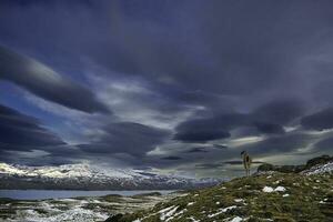 torres del paine National Park, Guanaco im Landschaft, Patagonien, Chile. foto