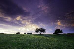 Sonnenuntergang calden Baum Landschaft, la Pampa Provinz, Patagonien, Argentinien. foto