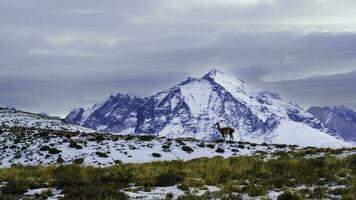 Berg Landschaft Umfeld, torres del paine National Park, Patagonien, Chile. foto