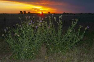 wild Blumen im halb desertic Umfeld, calden Wald, la Pampa Argentinien foto