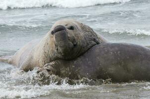 Elefant Siegel, Patagonien foto