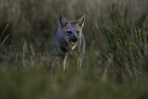 Pampas grau Fuchs im Pampas Gras Umfeld, la Pampa Provinz, Patagonien, Argentinien. foto