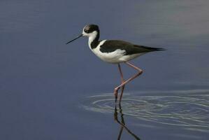 Süd- Stelze, Himantopus melanurus im Flug, la Pampa Provinz, Patagonien, Argentinien foto