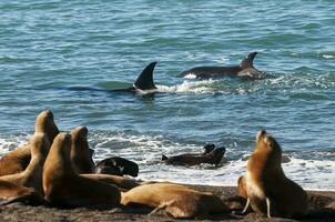 Mörder Wal, Orca, Jagd ein Meer Löwen , Halbinsel Valdes, Patagonien Argentinien foto