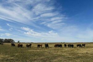 Kühe Weiden lassen im das Feld, im das Pampas schmucklos, Argentinien foto