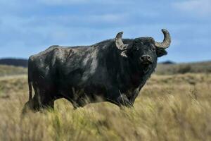 Wasser Büffel, Bubalus Bubalis, Spezies eingeführt im Argentinien, la Pampa Provinz, Patagonien. foto