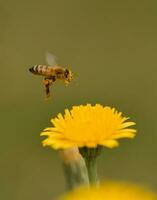 Biene auf ein wild Blume, Patagonien foto