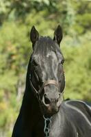 schwarz Zucht Pferd, Porträt, la Pampa Provinz, Patagonien, Argentinien. foto