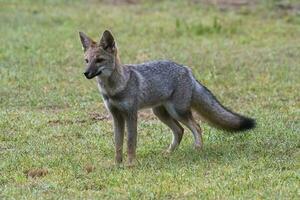 Pampas grau Fuchs im Pampas Gras Umfeld, la Pampa Provinz, Patagonien, Argentinien. foto