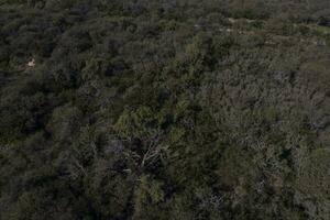 Pampas Wald, calden Baum, prosopis Caldenien, endemisch Spezies im la Pampa, Patagonien, Argentinien foto