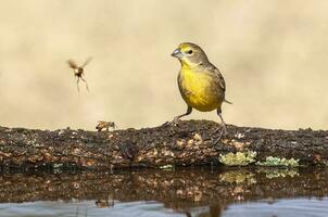 Safran Fink ,sicalis Flaveola, la Pampa, Argentinien. foto