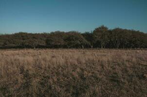 Pampas Gras Landschaft, la Pampa Provinz, Patagonien, Argentinien. foto