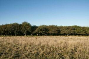 Pampas Gras Landschaft, la Pampa Provinz, Patagonien, Argentinien. foto