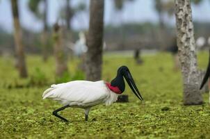 jabiru Storch, im Feuchtgebiet Umfeld, la Estrella Sumpf, formosa Provinz, Argentinien. foto