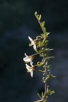 wild Blumen im halb desertic Umfeld, calden Wald, la Pampa Argentinien foto