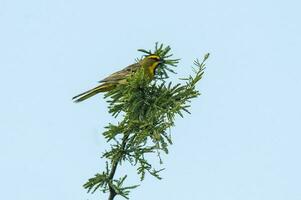 Gelb Kardinal, Gouverneurin Cristata, gefährdet Spezies im la Pampa, Argentinien foto