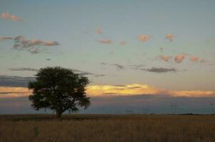 Pampas Baum Landschaft, la Pampa Provinz, Patagonien, Argentinien. foto