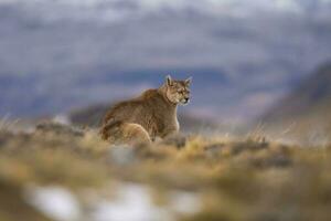 Puma , torres del paine National Park, Patagonien, Chile foto